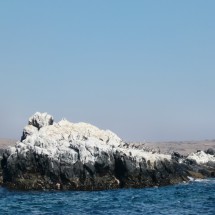 Birds on white rocks - due to Guano (bird feces)